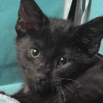Traffic Jam -  Domestic Short Hair Cat for Adoption in Dallas, Texas - Traffic Jam | PetCurious