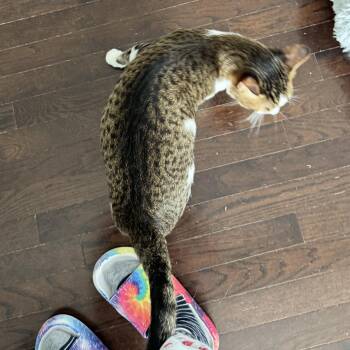 Rescue Domestic Short Hair Cats for Adoption in Brampton, Ontario - Jet | PetCurious