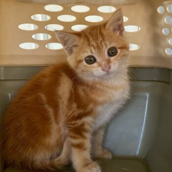 Rescue Domestic Medium Hair Cats for Adoption in Troy, Illinois - Florence | PetCurious