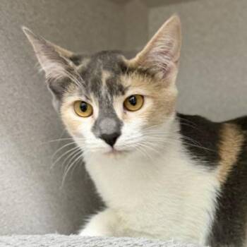 Hazelnut -  Domestic Short Hair Cat for Adoption in Atlanta, Georgia - Hazelnut | PetCurious