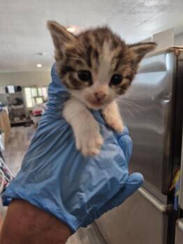 Domestic Short Hair Cats Available for Adoption in Pahrump, Nevada - Marbles  (L558 K2) | PetCurious