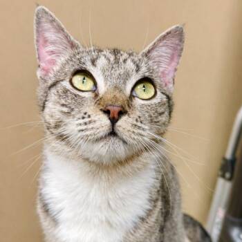 Domestic Short Hair Cats Available for Adoption - Chloe | PetCurious