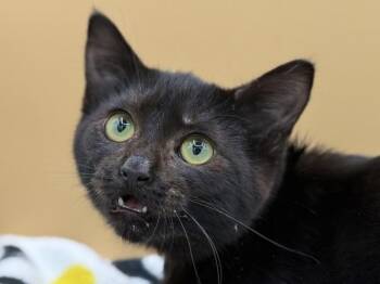 Jupiter -  Domestic Short Hair Cat for Adoption in Portland, Oregon - Jupiter | PetCurious