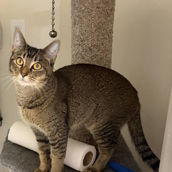 Luna Tuna -  Tabby Cat for Adoption in Medford, Massachusetts - Luna Tuna | PetCurious