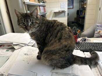 Luci -  Tabby Cat for Adoption in Cincinnati, Ohio - Luci | PetCurious