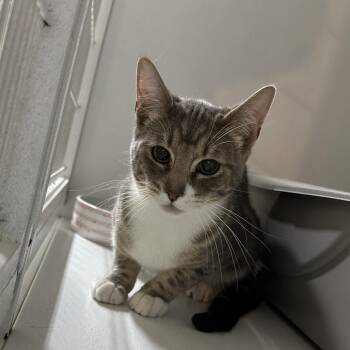 Moe -  Domestic Short Hair Cat for Adoption in Newberg, Oregon - Moe | PetCurious