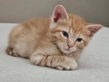 Sisco -  Domestic Short Hair Cat for Adoption in Mokena, Illinois - Sisco | PetCurious