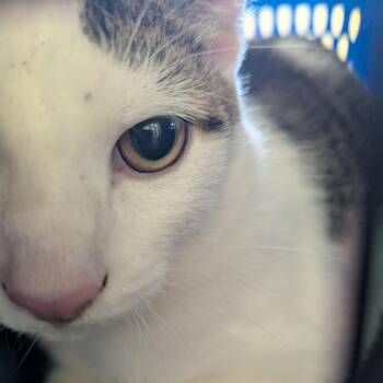 Lucky -  Domestic Short Hair Cat for Adoption in Lynchburg, Virginia - Lucky | PetCurious