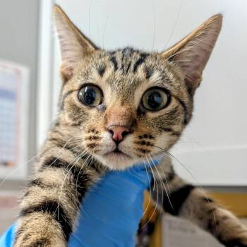 Rick -  Domestic Short Hair Cat for Adoption in Huntsville, Arkansas - Rick | PetCurious