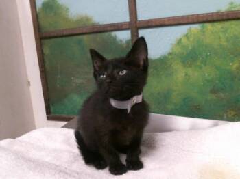 A2087085 -  Domestic Short Hair Cat for Adoption in Houston, Texas - A2087085 | PetCurious