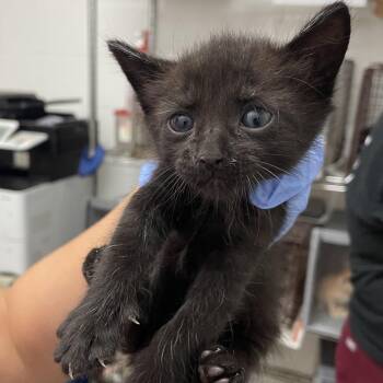 Domestic Short Hair Cats Available for Adoption in Edinburg, Texas - Jovie | PetCurious