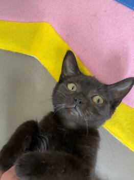 Crutches -  Domestic Short Hair Cat for Adoption in South Euclid, Ohio - Crutches | PetCurious