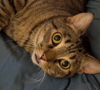 Rescue Tabby Cats for Adoption in Wyandotte, Michigan - Tyger | PetCurious