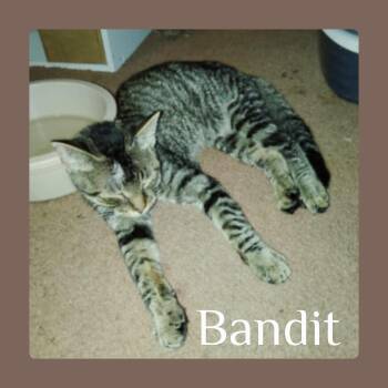 Rescue Tabby Cats for Adoption in Lawton, Oklahoma - BANDIT | PetCurious