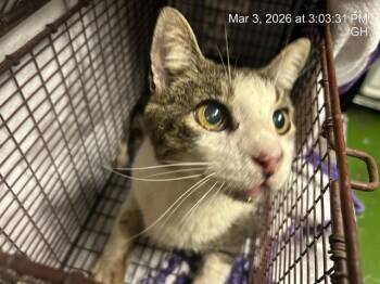 Domestic Short Hair Cats Available for Adoption - BISCUIT BAKER | PetCurious