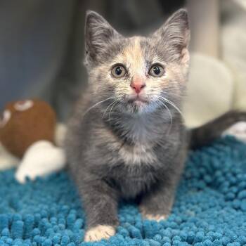 Dagny -  Domestic Short Hair Cat Available for Adoption in Columbus, Ohio - Dagny | PetCurious
