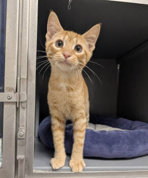 Rescue Domestic Short Hair Cats for Adoption in Prosper, Texas - Esa | PetCurious