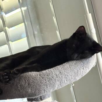 Midnight - Chino Hills Location -  Domestic Short Hair Cat for Adoption in Chino Hills, California - Midnight - Chino Hills Location | PetCurious