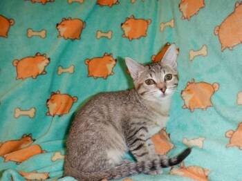 LOAF -  Domestic Short Hair Cat for Adoption in San Jose, California - LOAF | PetCurious
