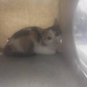 Mari -  Domestic Short Hair Cat for Adoption in Philadelphia, Pennsylvania - Mari | PetCurious