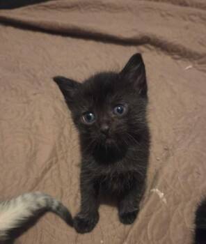 Domestic Short Hair Cats Available for Adoption in Saint Charles, Missouri - Luna | PetCurious