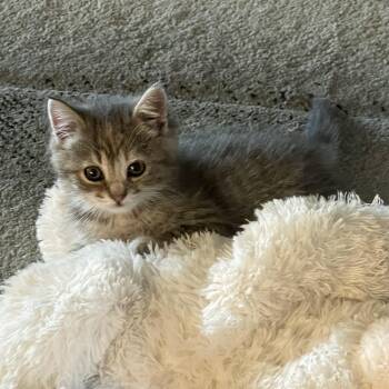 Tabby Cats Available for Adoption in Wyandotte, Michigan - Cutie Pie *** Baby Girl *** | PetCurious