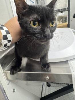 Buttercup -  Domestic Short Hair Cat for Adoption in Sevierville, Tennessee - Buttercup | PetCurious