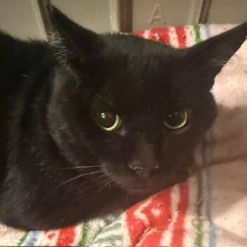 Dinky -  Domestic Short Hair Cat for Adoption in Las Vegas, Nevada - Dinky | PetCurious