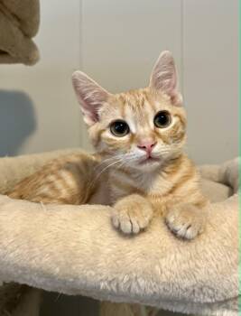 Colby Jack -  American Shorthair Cat for Adoption in Gulfport, Mississippi - Colby Jack | PetCurious