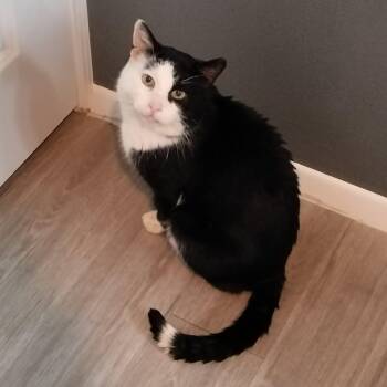 Phantom -  Domestic Short Hair Cat Available for Adoption in Overland Park, Kansas - Phantom | PetCurious