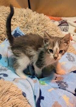 Domestic Short Hair Cats Available for Adoption in Hagaman, New York - Rockwell | PetCurious