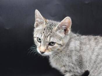 Craig -  Domestic Short Hair Cat for Adoption in Portland, Oregon - Craig | PetCurious