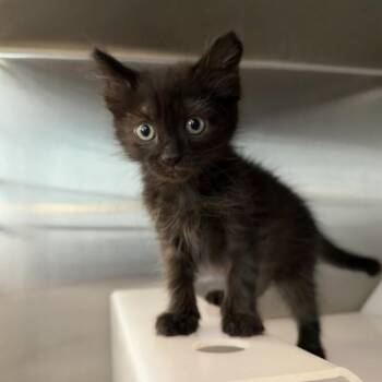 Lou Reed -  Domestic Short Hair Cat for Adoption in Los Angeles, California - Lou Reed | PetCurious