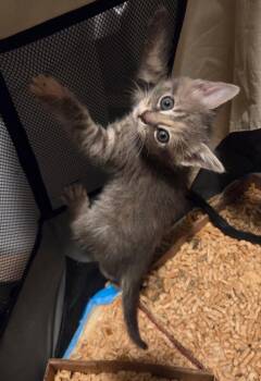 Domestic Short Hair Cats Available for Adoption in Camden, South Carolina - Jury (available For Pre-adoption) | PetCurious