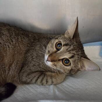 Pecas FKA Xenomorph -  Domestic Short Hair and Mixed Breed Cat for Adoption in Leander, Texas - Pecas FKA Xenomorph | PetCurious
