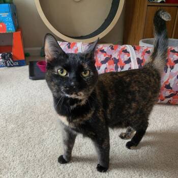 Queen Victoria -  Domestic Short Hair Cat Available for Adoption in Apex, North Carolina - Queen Victoria | PetCurious