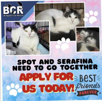 Rescue Domestic Short Hair Cats for Adoption in Bridgeport, Connecticut - Spot & Serafina | PetCurious