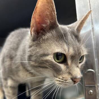 Domestic Short Hair Cats Available for Adoption in Austin, Texas - Waffletron | PetCurious