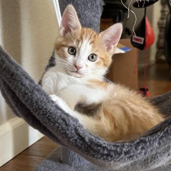 Tango -  Domestic Short Hair Cat for Adoption in Brentwood, California - Tango | PetCurious