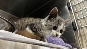 CINDERELLY -  Domestic Short Hair Cat for Adoption in Grand Prairie, Texas - CINDERELLY | PetCurious