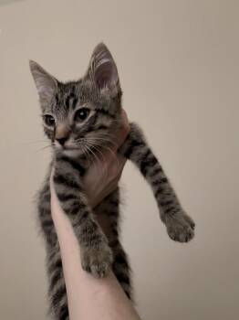Bear Wolf -  Domestic Short Hair and Tabby Cat for Adoption in Chandler, Arizona - Bear Wolf | PetCurious