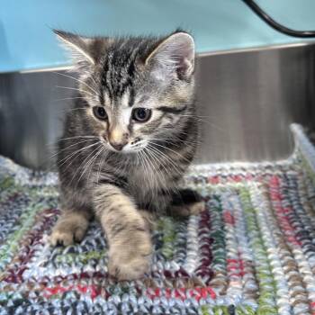 Odin -  Domestic Short Hair Cat for Adoption in Mount Vernon, Indiana - Odin | PetCurious