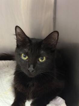 Domestic Short Hair Cats Available for Adoption - LILITH | PetCurious