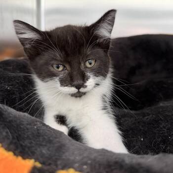 Helena (bonded w/ Soledad) -  Domestic Short Hair Cat for Adoption in Oakland, California - Helena (bonded W/ Soledad) | PetCurious