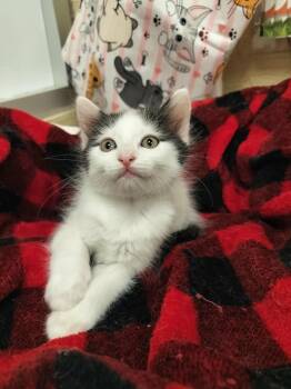 Cheryl -  Domestic Short Hair Cat for Adoption in Parlier, California - Cheryl | PetCurious