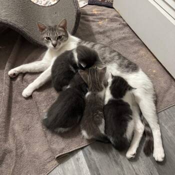 Eliana -  Domestic Short Hair Cat for Adoption - Eliana | PetCurious