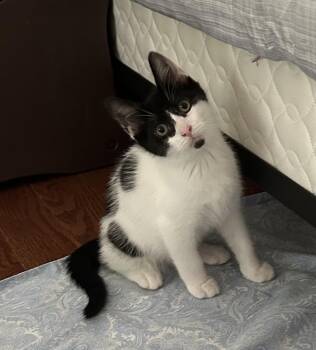 Franklyn -  Domestic Short Hair Cat for Adoption in Salt Point, New York - Franklyn | PetCurious