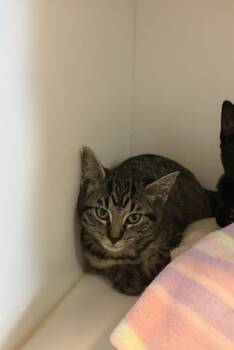 Pallas -  Domestic Short Hair Cat for Adoption in Divide, Colorado - Pallas | PetCurious