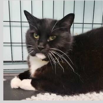 Rescue Domestic Short Hair Cats for Adoption in Merrifield, Virginia - Lottie McCracken | PetCurious