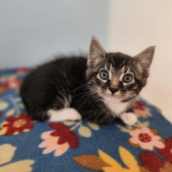 Domestic Short Hair Cats Available for Adoption in Leesburg, Virginia - CAPTAIN | PetCurious